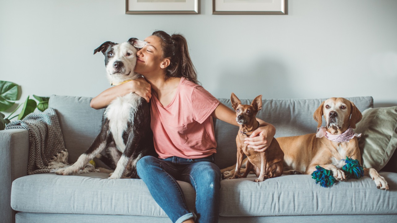 UK Pet Certificates Simplified via Vet Home Certs